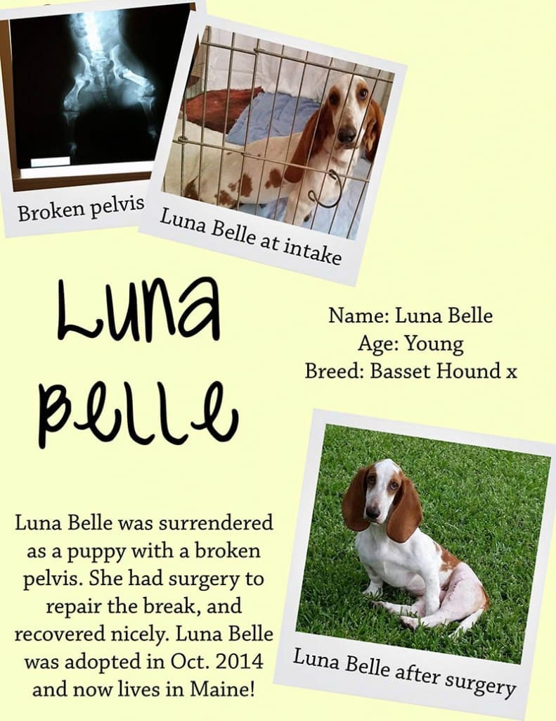 lunabelle